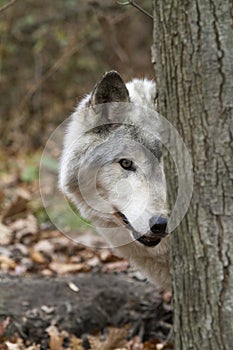 Old Wolf Peeking from behind a Tree