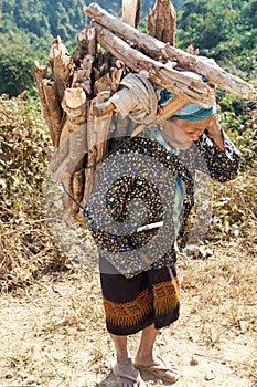 Old woman Asia carry firewood