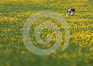 Old woman on a dandelion field