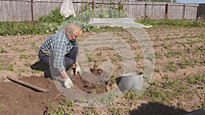 An Old Woman Digs Ripe Potatoes From The Beds In The Garden