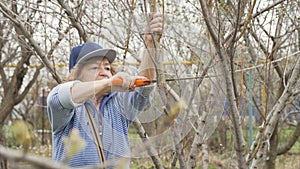 Old woman gardener sawing tree branches while spring garden works