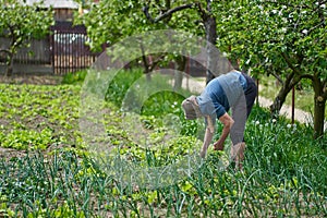 Old woman gardening