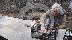 An old woman with gray hair picks up and cleans garlic before cooking or planting in the ground on the street, life on an old farm