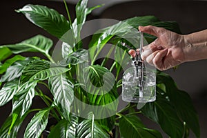 Old woman hand holds water spray bottle and spraying spathiphyllum houseplant. Take care and moisturizes geen leaves.