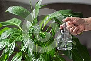 Old woman hand holds water spray bottle and spraying spathiphyllum houseplant. Take care and moisturizes geen leaves.