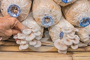 old woman hand picking Pleurotus sajor-caju mushroom in farm