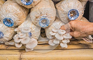 old woman hand picking Pleurotus sajor-caju mushroom in farm photo