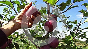 Old woman hands harvesting red apples from the branch of apple tree. Octomber season. Slow motion.