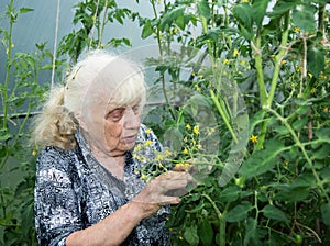 The old woman in a hothouse at bushes