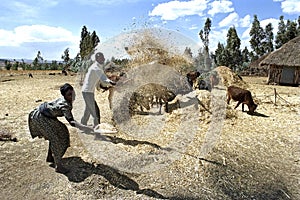 Old woman and man threshing grain harvest