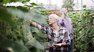 Old woman picking cucumbers up at farm greenhouse