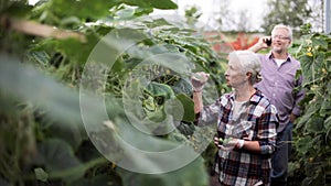 Old woman picking cucumbers up at farm greenhouse