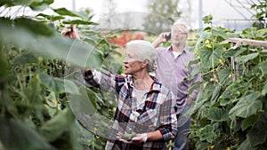 Old woman picking cucumbers up at farm greenhouse