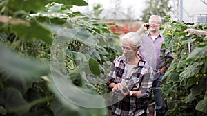 Old woman picking cucumbers up at farm greenhouse