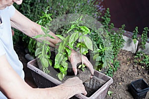 old woman planting basil seedlings