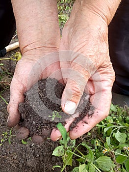 Old woman`s hands hold a handful of earth