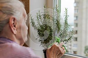 An old woman scissors cuts a rosemary home plant, which is standing in a pot on the window