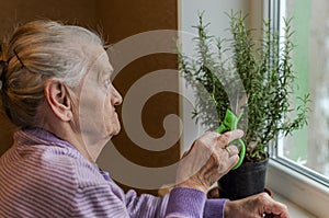 An old woman scissors cuts a rosemary home plant, which is standing in a pot on the window