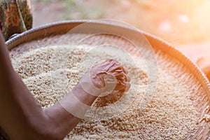 Old woman is selecting rice seed.