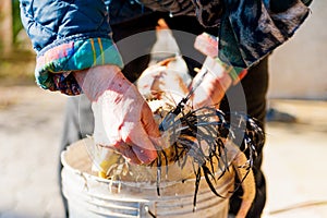 Old woman skinning fresh chicken the traditional manual way in countryside farm