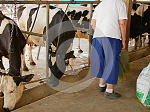 Old woman sweeping the floor to make sure the pellet food stay in place while feeding dairy cows at a farm