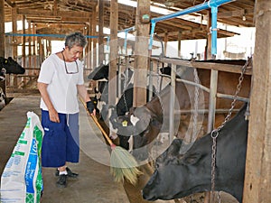 Old woman sweaping the floor to make sure the pellet food stay in place while feeding dairy cows at a farm