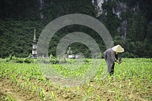 Ancient graves in vietnam 2 photo