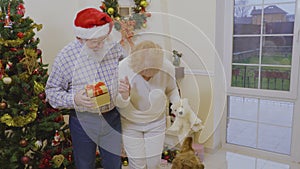 Old woman try to pull the teddy bear from a dogs mouth near Christmas tree