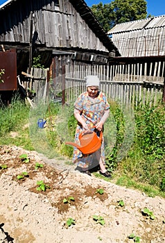 Old woman watering the beds in the garden