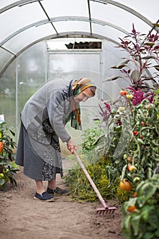 Old woman working in   greenhouse with harvest