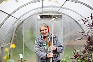 Old woman working in   greenhouse with harvest