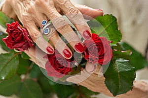 Old womans hand on red rose.