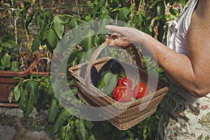 Old women catering a wicker basket full of biological vegetables