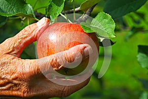 Old women picking an apple