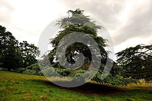 An old and wonderful cedrus or cedar tree in the Richmond Park which is a natural reserve in London United Kingdom England