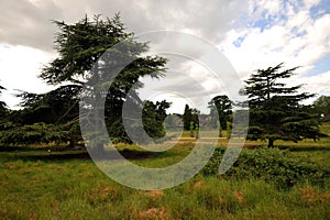 Old and wonderful cedrus or cedar trees in the Richmond Park which is a natural reserve in London United Kingdom England