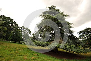 Old and wonderful cedrus or cedar trees in the Richmond Park which is a natural reserve in London United Kingdom England