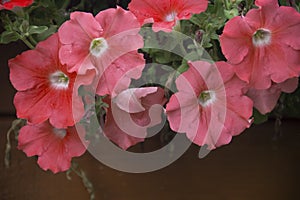 Old wood background, plant flower framen beauty fragility