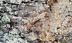 Old wood background.Wood texture.Very old Juniper wood texture.Texture of bark wood use as natural background.