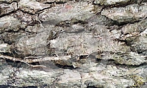 Old wood background.Wood texture.Very old Juniper wood texture.Texture of bark wood use as natural background.