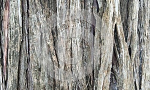 Old wood background.Wood texture.Very old Juniper wood texture.Texture of bark wood use as natural background.