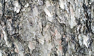 Old wood background.Wood texture.Very old Juniper wood texture.Texture of bark wood use as natural background.