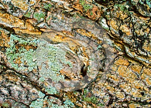 Old wood bark texture with green lichen and cracks. Raw wood board surface. Rustic