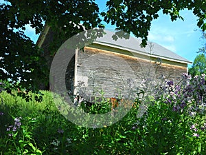 Old wood barn outlined with green trees and purple flowers