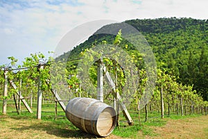 Old wood barrel in the vineyard