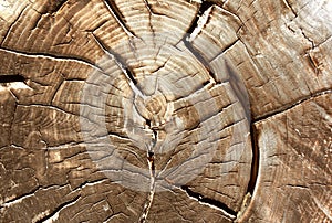 Old wood cut texture