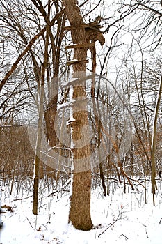 Old wood deer stand is missing some steps