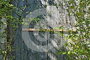 Old wood door castle ruin