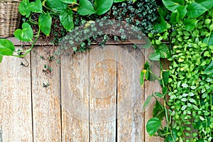 Old  wood fence background  with green leaf