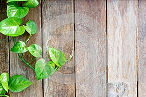 Old  wood fence background  with green leaf